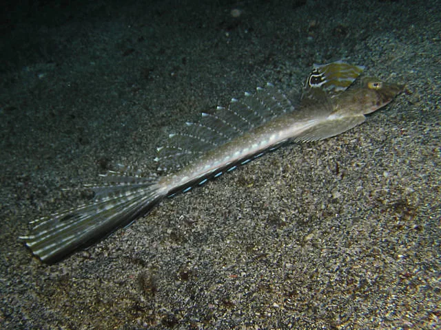 Japanese longtail dragonet (Callionymus japonicus)