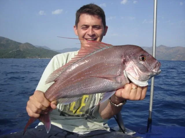 Pink dentex (Dentex gibbosus)