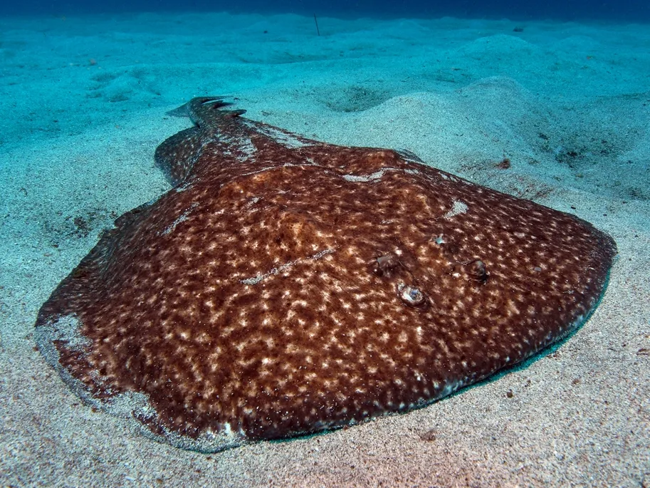 marbled electric ray (Torpedo marmorata)