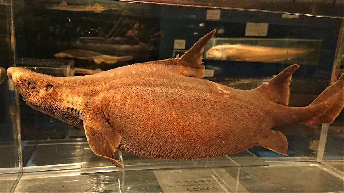 Japanese roughshark (Oxynotus japonicus)