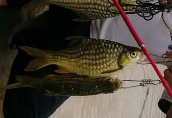 Barbodes strigatus