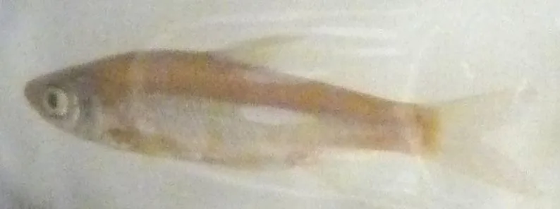 Lakeweed Chub (Ischikauia steenackeri)