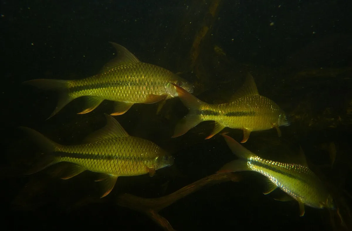 Waandersii's Hard-lipped Barb (Osteochilus waandersii)