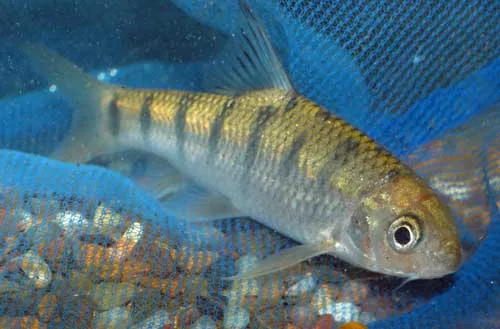 Taiwan Torrent Carp (Acrossocheilus paradoxus)