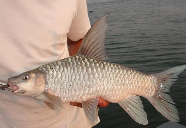 Zambezi yellowfish (Labeobarbus codringtonii)