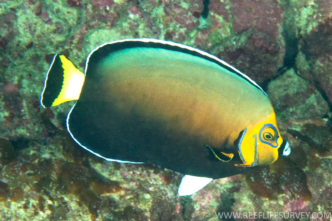 Conspicuous angelfish (Chaetodontoplus conspicillatus)