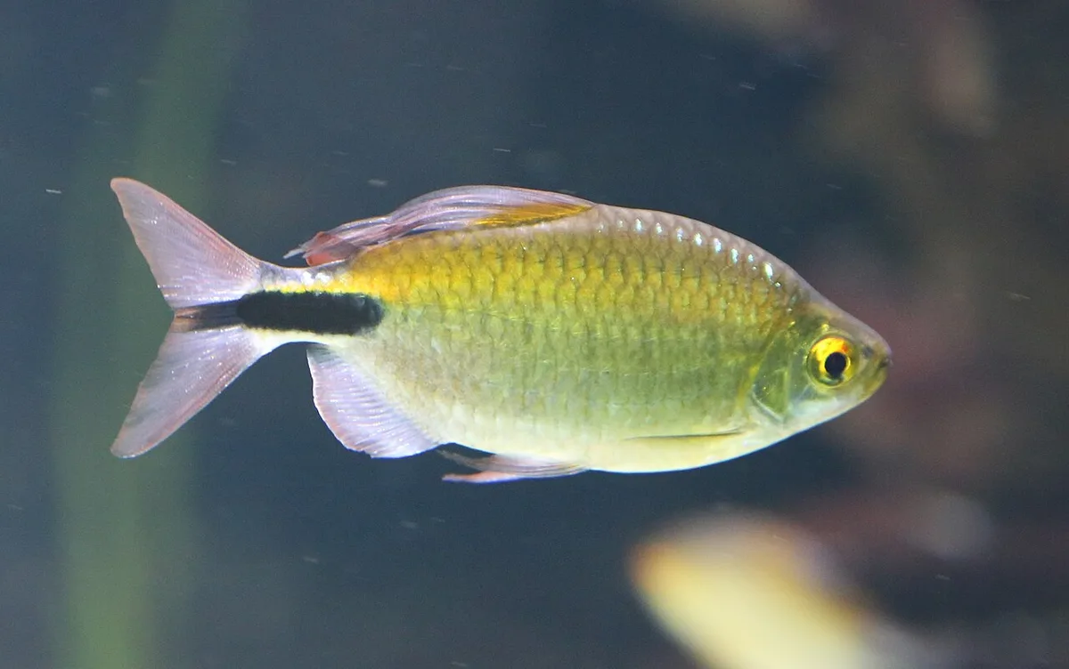 Longfin tetra (Bryconalestes longipinnis)