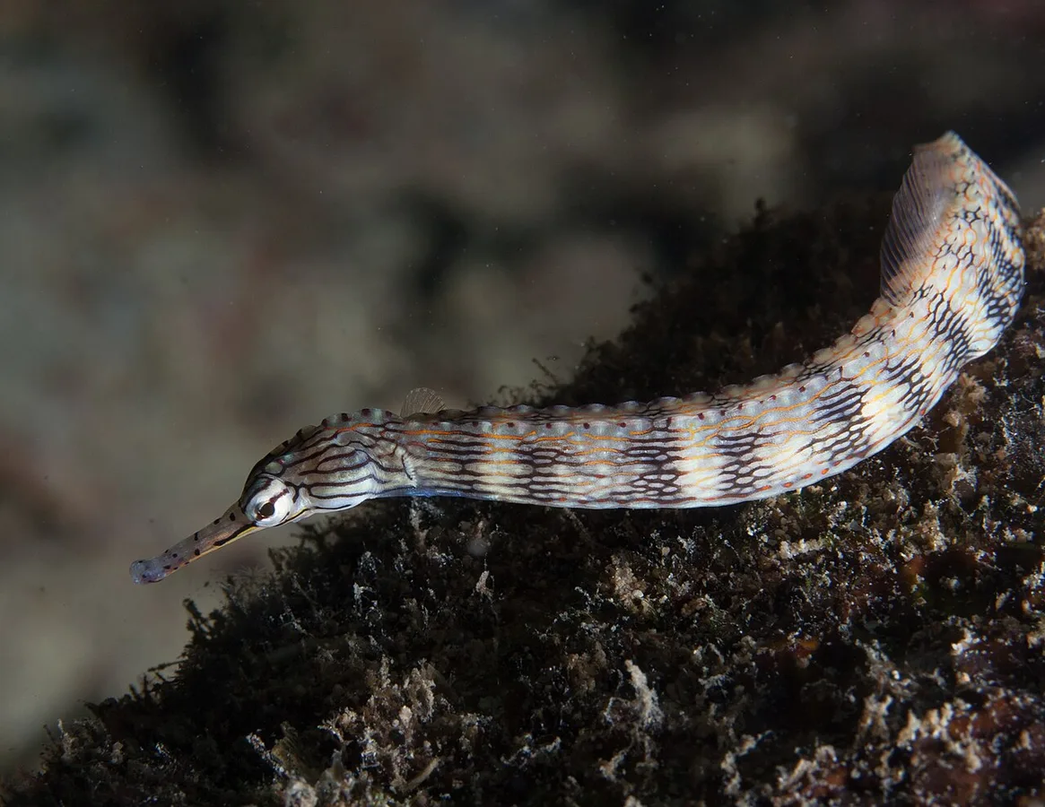 banded pipefish (Corythoichthys intestinalis)
