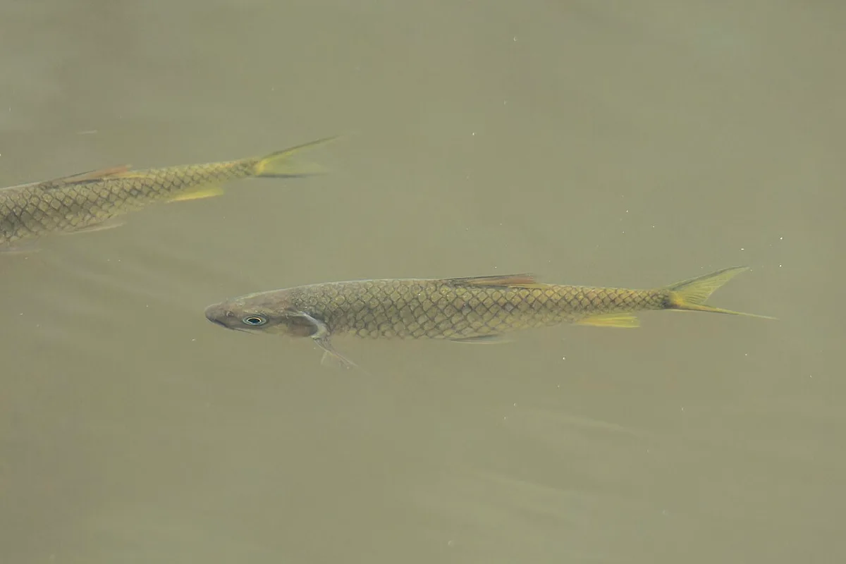 Poropuntius lobocheiloides