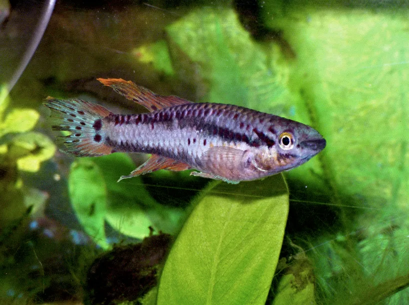 Two-striped Aphyosemion (Aphyosemion bitaeniatum)