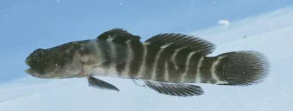 naked goby (Gobiosoma bosc)