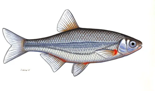 Schneider (Alburnoides bipunctatus)