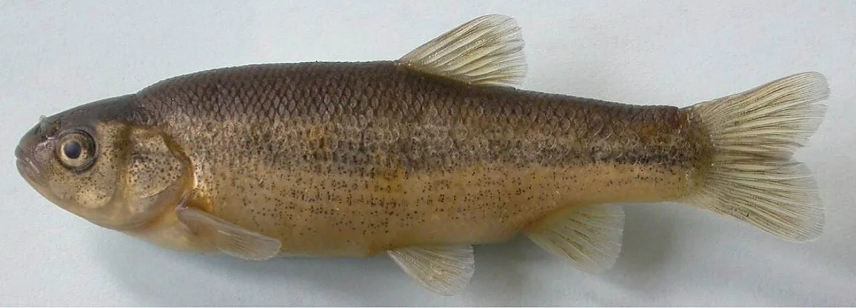Onaç spring minnow (Pseudophoxinus ninae)