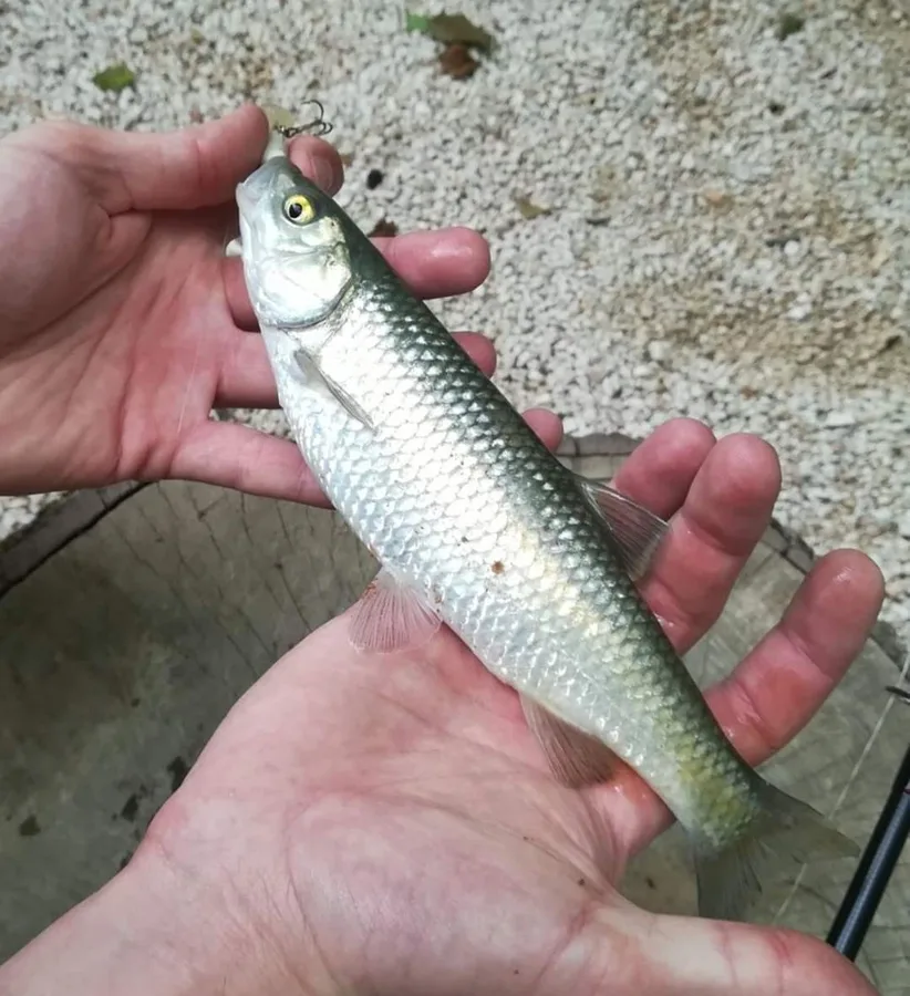 Pamvotis chub (Squalius pamvoticus)