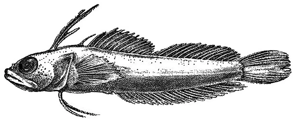 uncombed blenny (Haptoclinus apectolophus)