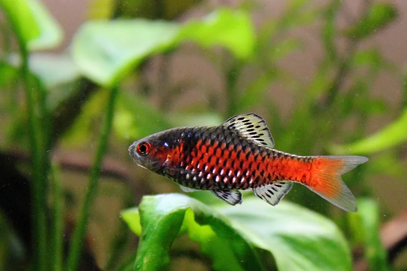Ticto barb (Pethia ticto)