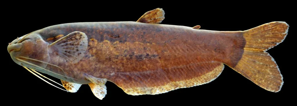 Helogenes marmoratus