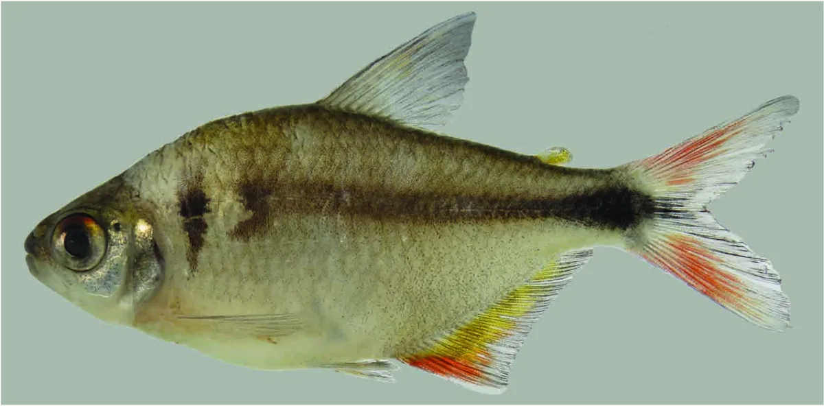 Astyanax bagual