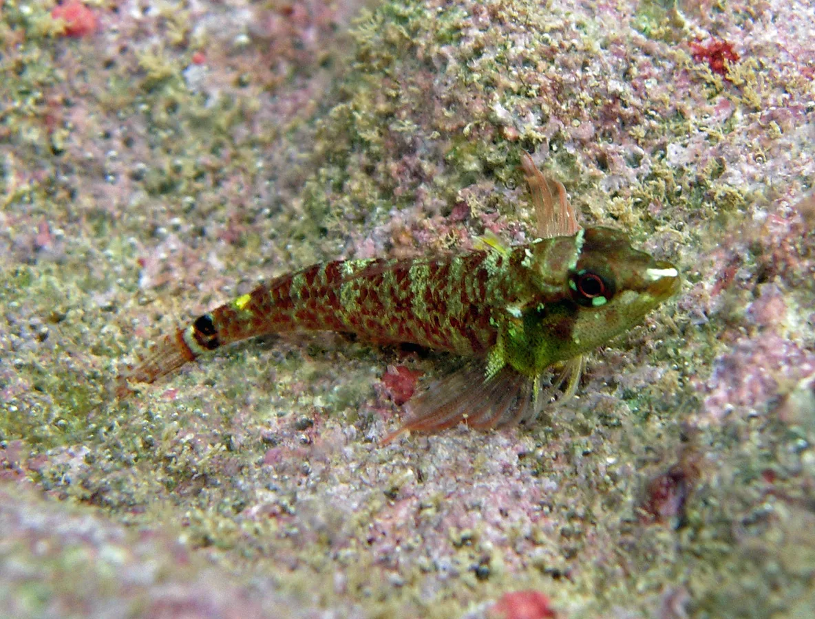 hourglass triplefin (Enneapterygius elegans)