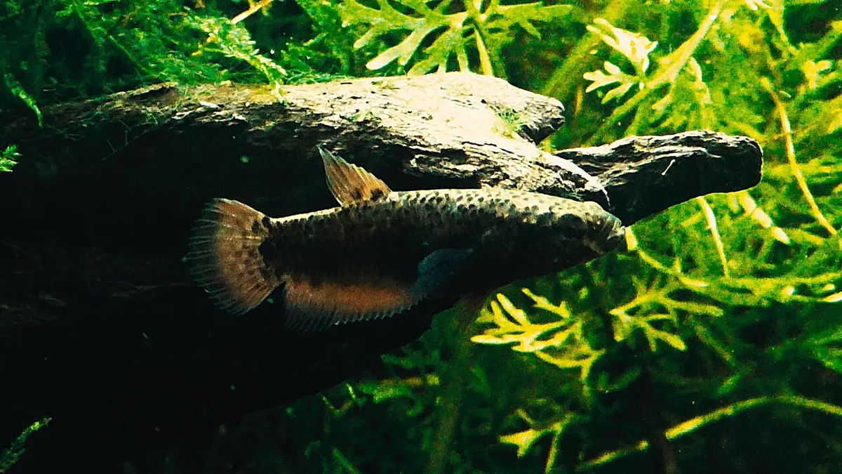 Snakehead Betta (Betta channoides)
