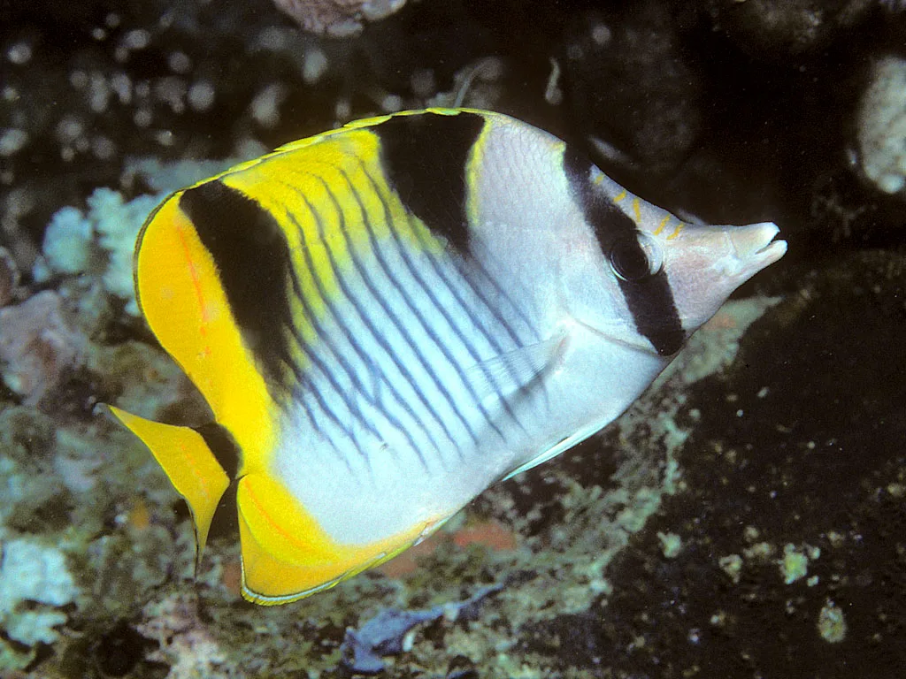 blackwedged butterflyfish (Chaetodon falcula)
