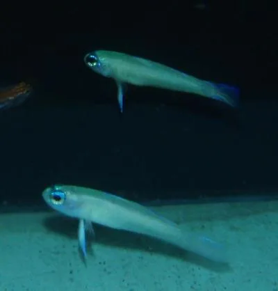 Colin's fairygoby (Tryssogobius colini)