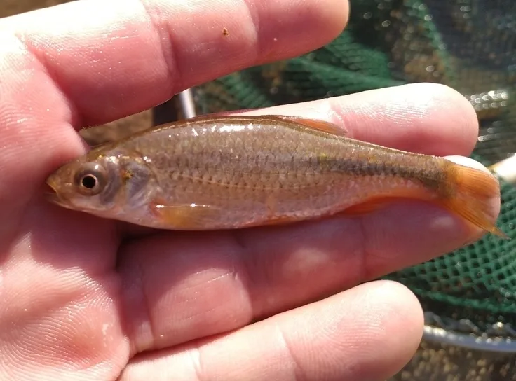Dnieper chub (Petroleuciscus borysthenicus)