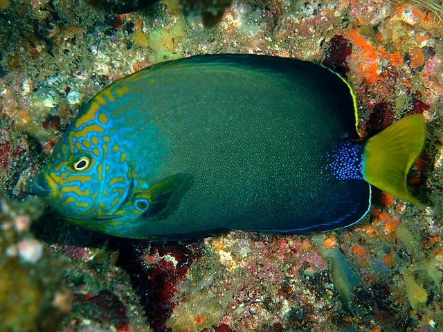 Orangeface angelfish (Chaetodontoplus chrysocephalus)