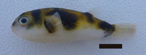 Colomesus tocantinensis