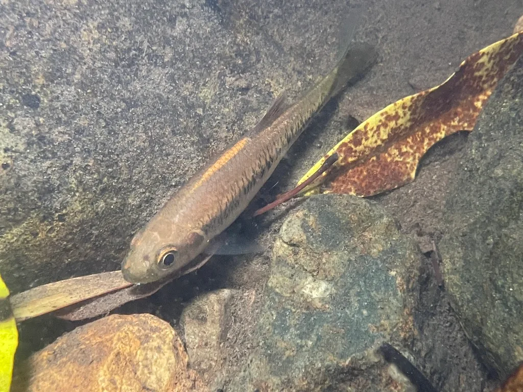 Predaceous chub (Parazacco spilurus)