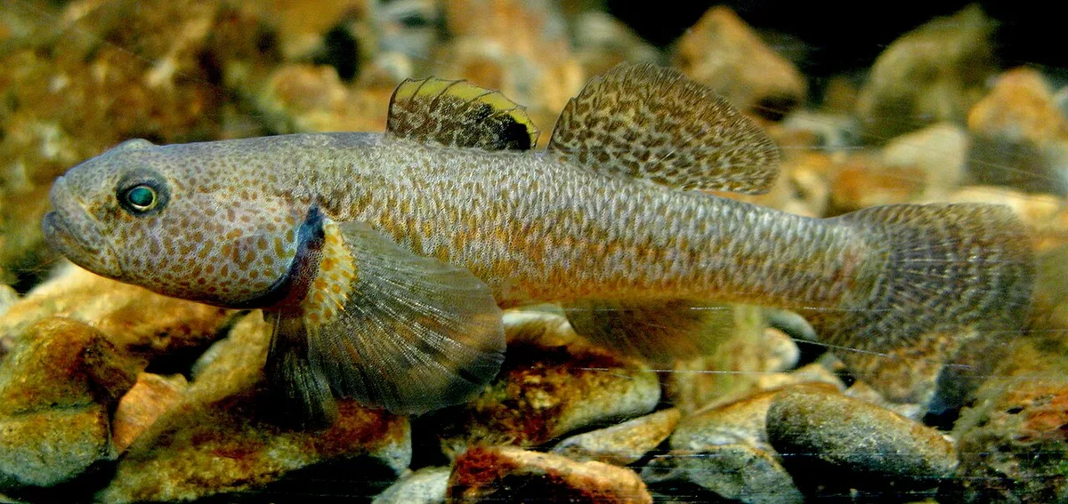 Upland bully (Gobiomorphus breviceps)