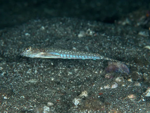 Izu dragonet (Callionymus izuensis)