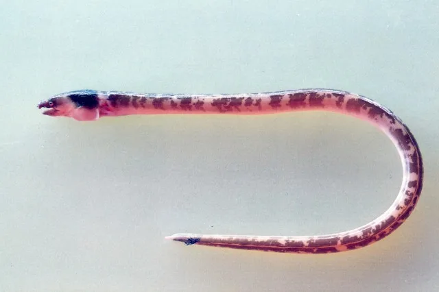 Evermann's snake eel (Ophichthus lithinus)