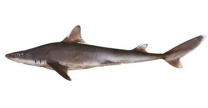 Eastern highfin spurdog (Squalus albifrons)
