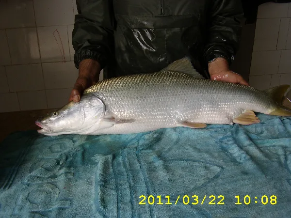 Mangar (Luciobarbus esocinus)
