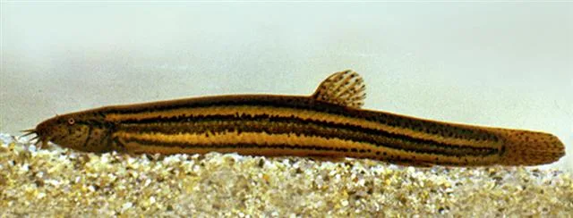 mud loach (Misgurnus fossilis)
