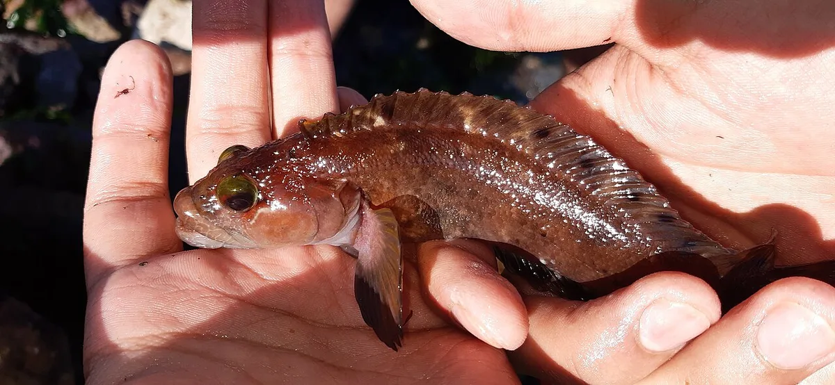 Auchenionchus crinitus