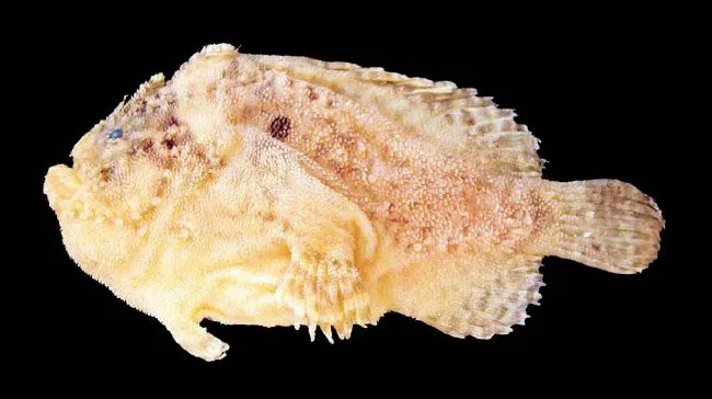 Hutchins' anglerfish (Lophiocharon hutchinsi)