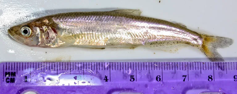 longfin smelt (Spirinchus thaleichthys)