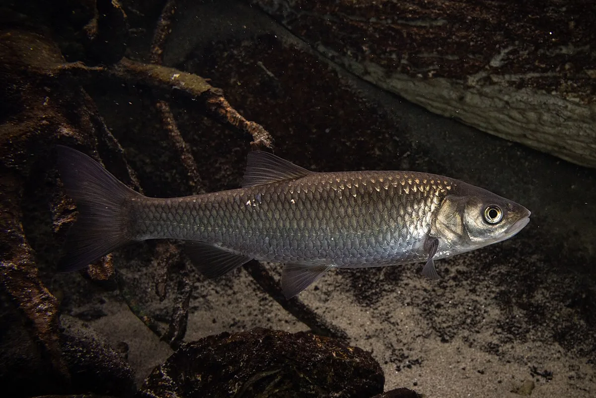 Squalius janae