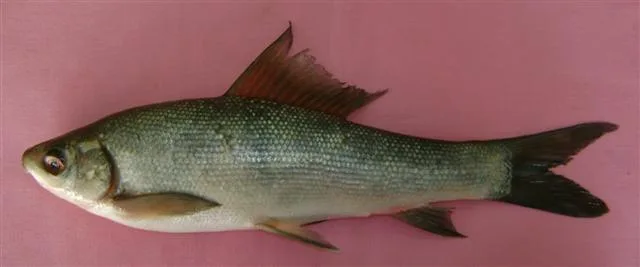 Kuria Labeo (Labeo gonius)