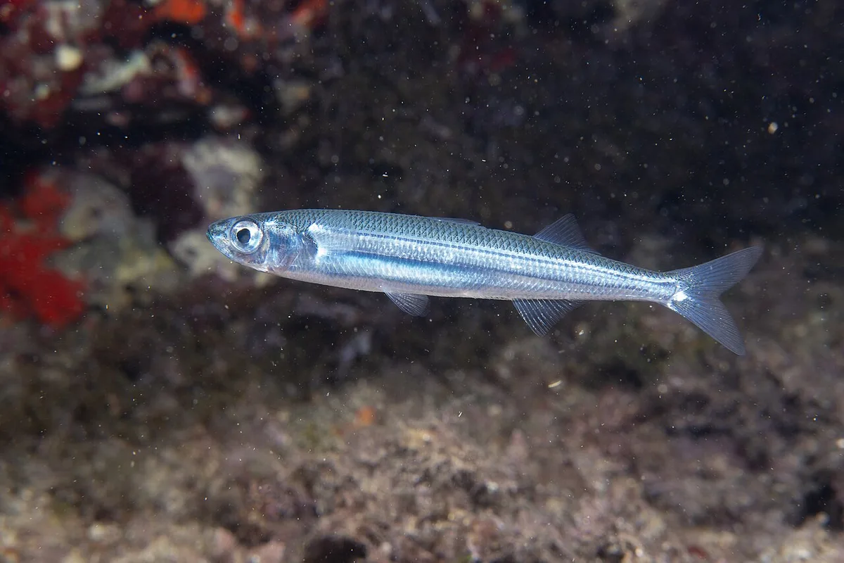 Mediterranean sand smelt (Atherina hepsetus)
