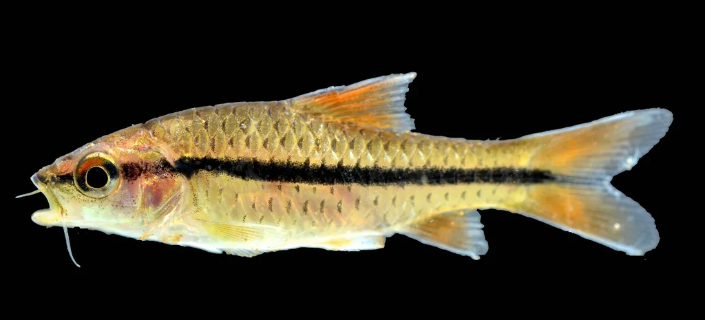 Spotscale barb (Enteromius holotaenia)