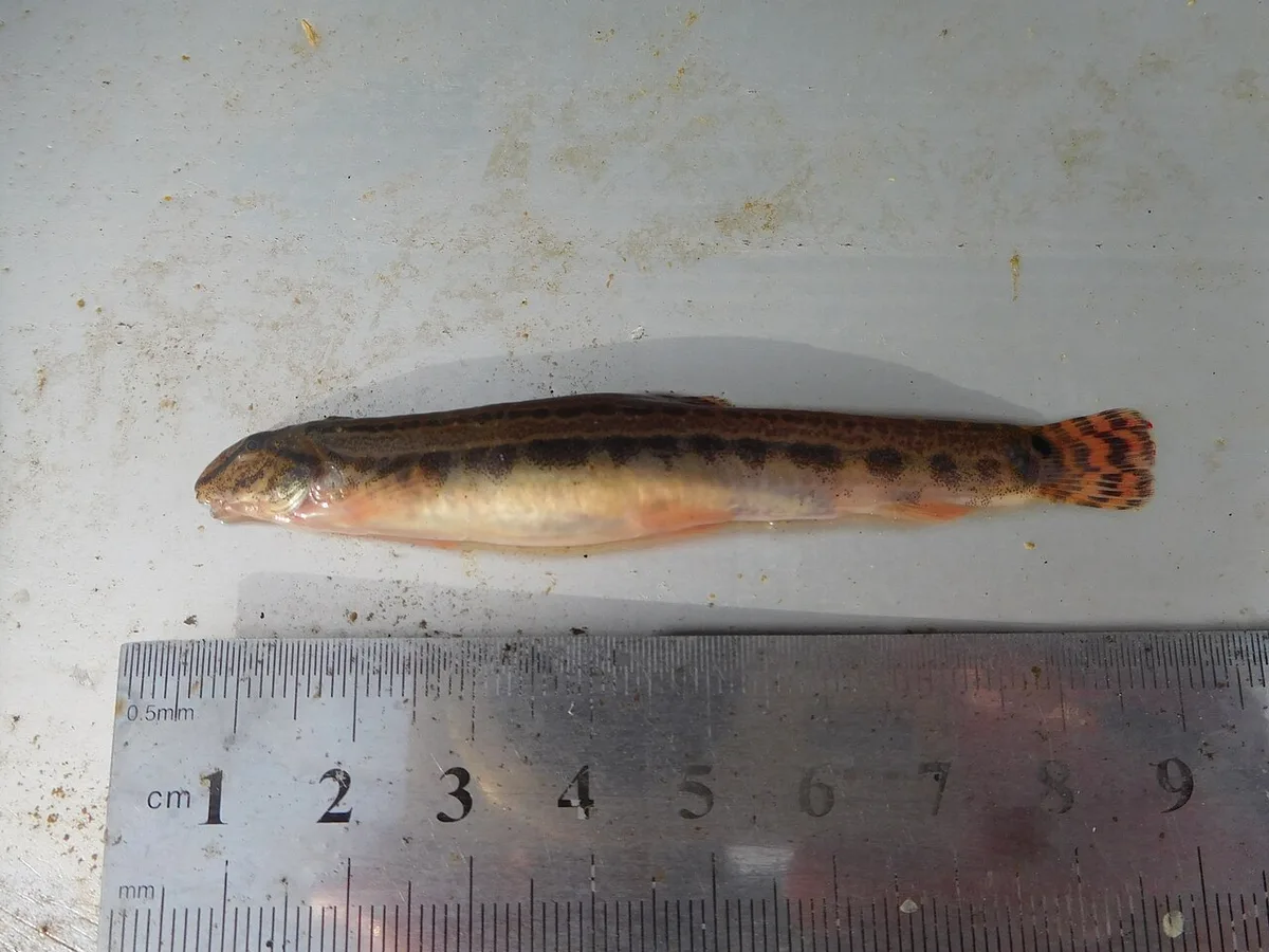 Spined loach (Cobitis elongatoides)