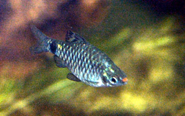 Lipstick Barb (Pethia erythromycter)