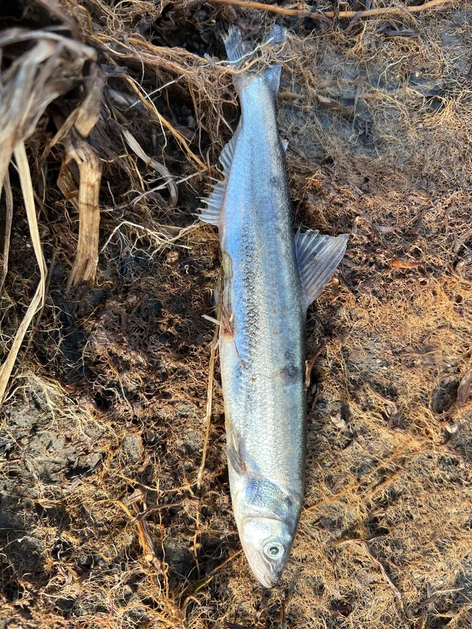 eulachon (Thaleichthys pacificus)