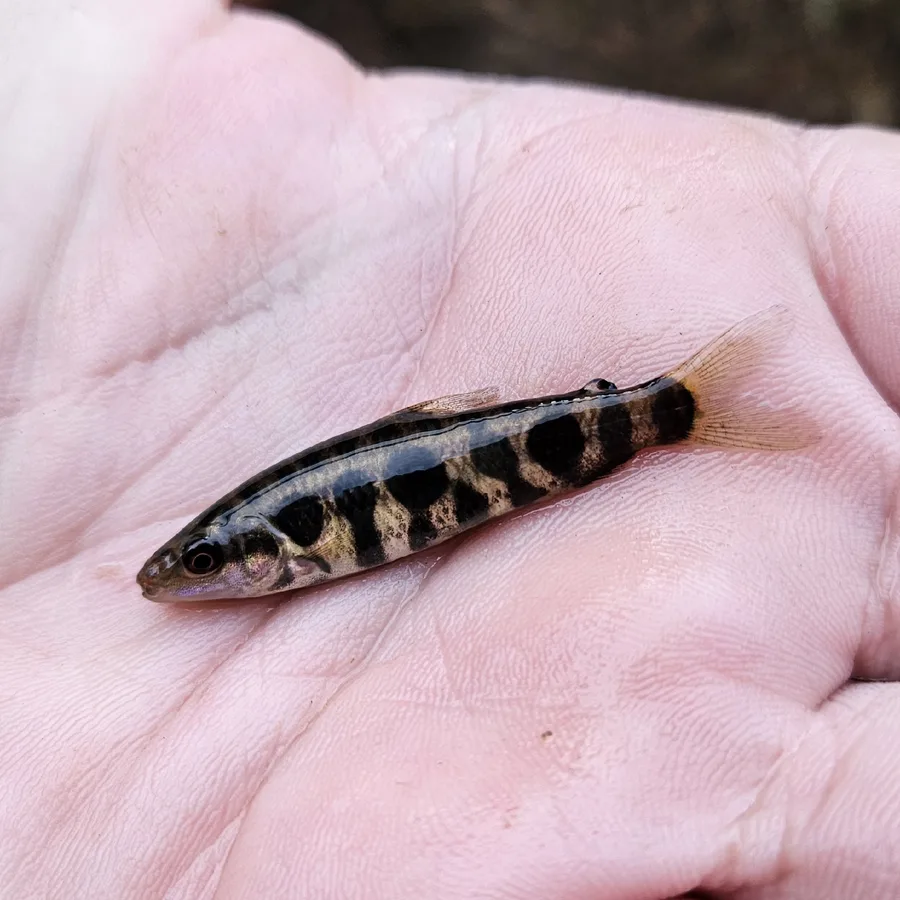 Leporinus microphthalmus