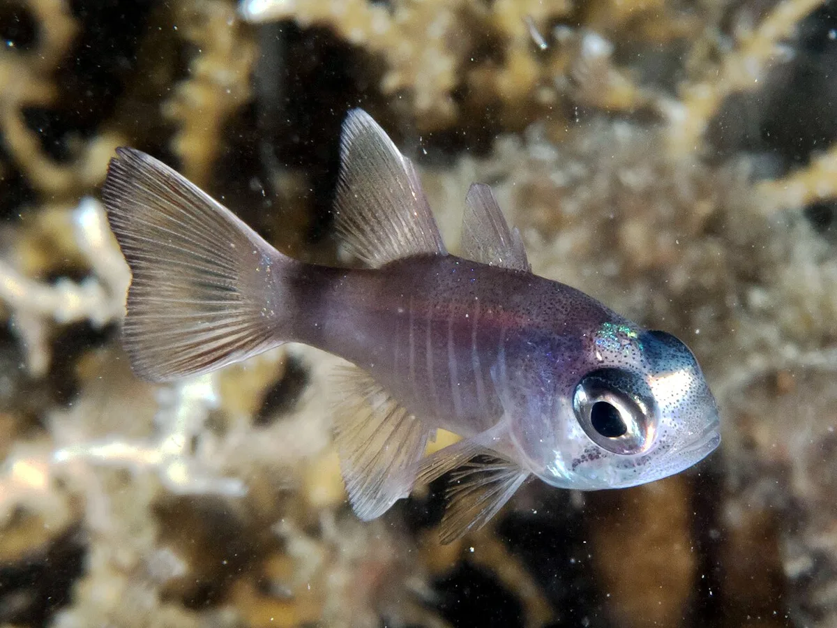 Similar cardinalfish (Nectamia similis)