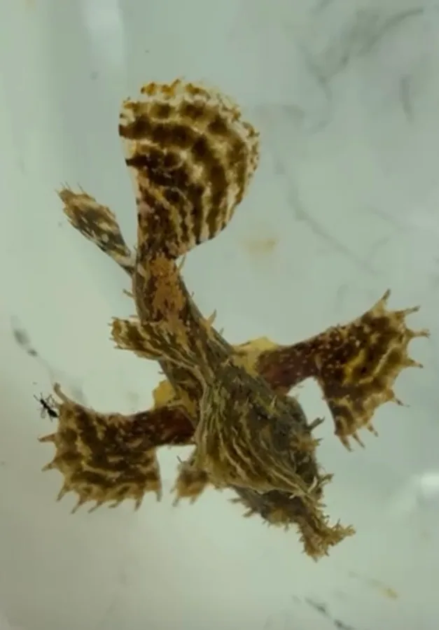 Sargassumfish (Histrio histrio)