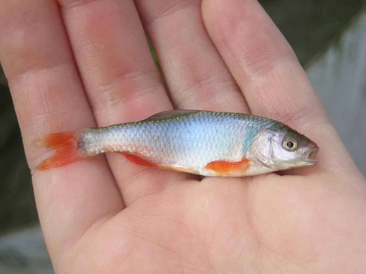Red shiner (Cyprinella lutrensis)